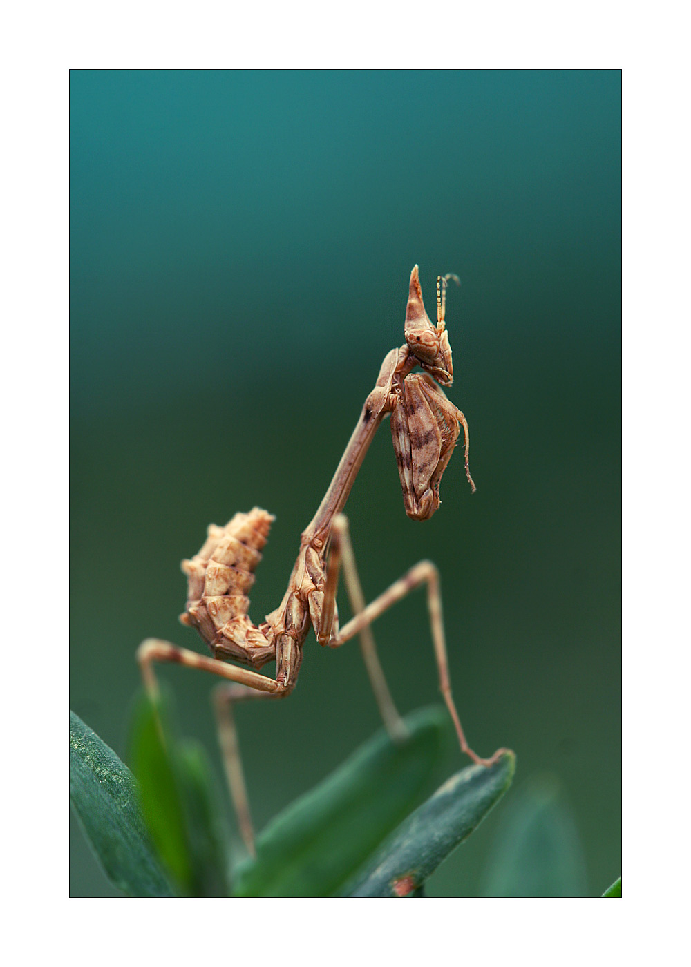 Wallpapers Animals Insects - Mantis Empusa pennata