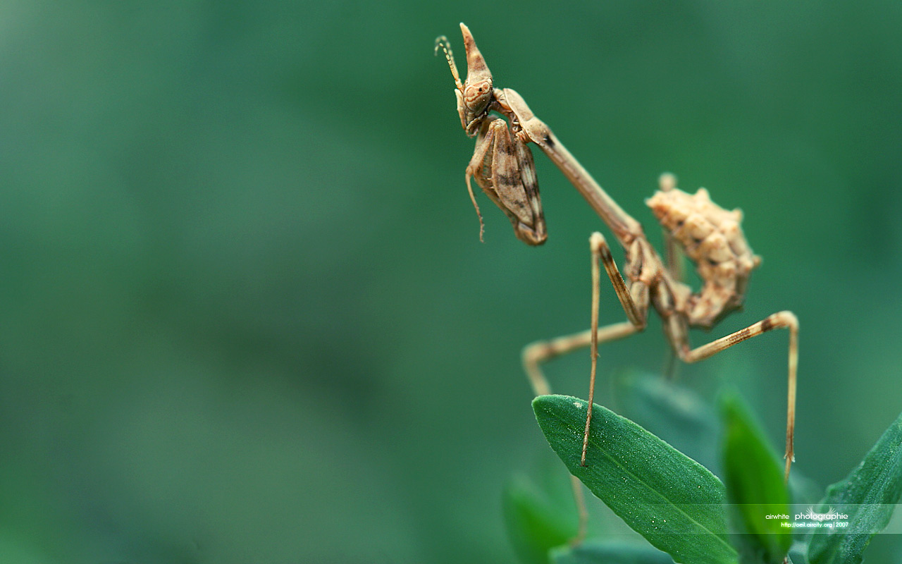 Wallpapers Animals Insects - Mantis Empusa pennata