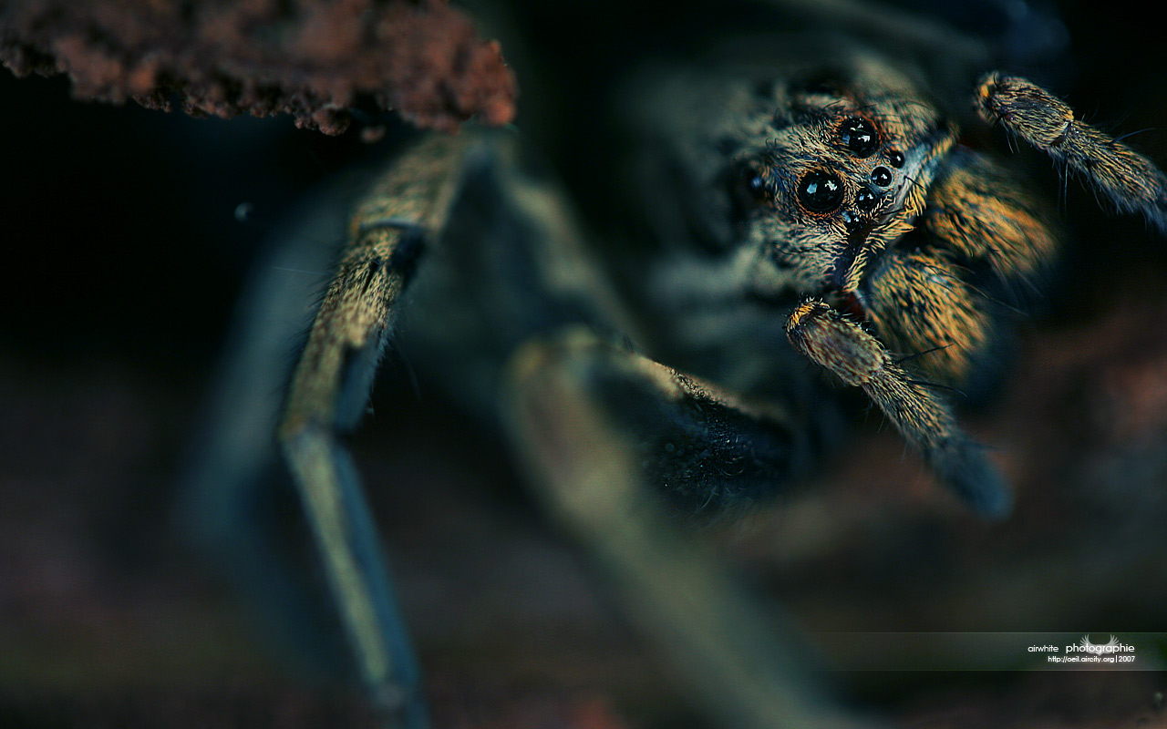 Fonds d'cran Animaux Araignées La belle