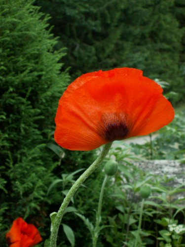 Fonds d'cran Nature Fleurs Coquelicot