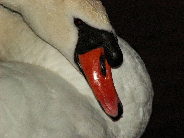 Fonds d'cran Animaux Oiseaux - Cygnes Approche nocturne