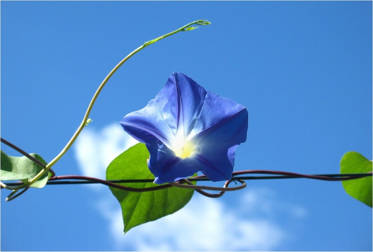 Wallpapers Nature Flowers Bleu Azur