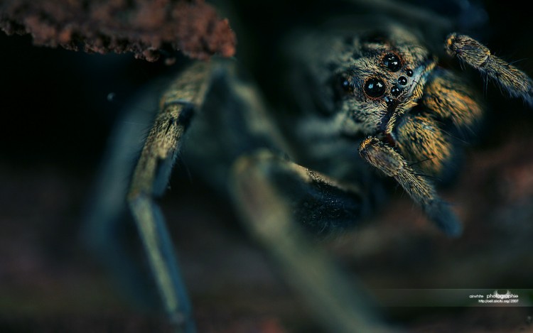 Wallpapers Animals Spiders La belle