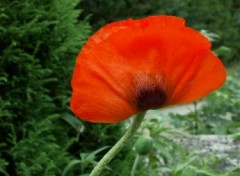 Fonds d'cran Nature Coquelicot