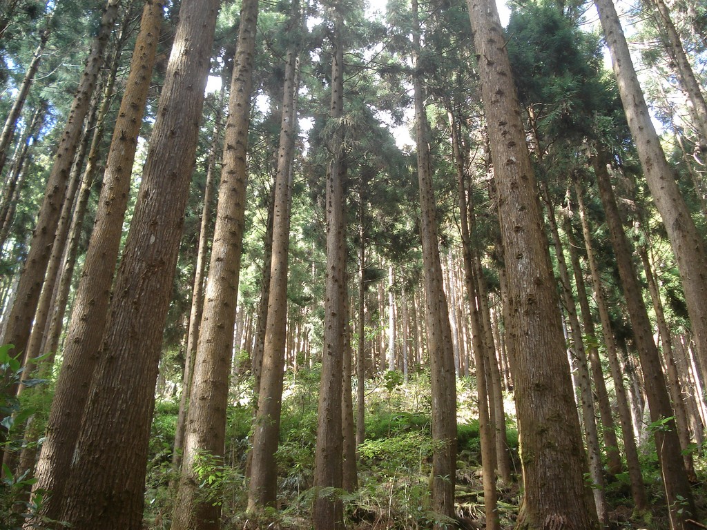 Fonds d'cran Nature Arbres - Forts FORET DE CRYPTOMERIAS