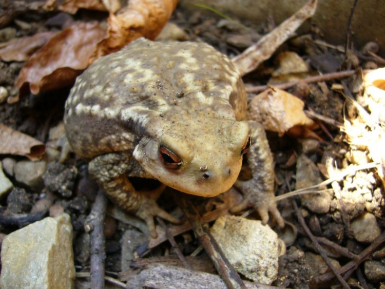 Fonds d'cran Animaux Grenouilles - Crapauds crapaud