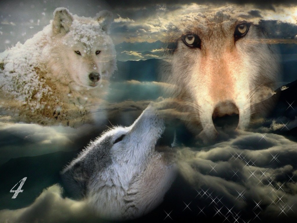 Wallpapers Animals Wolves Loups powaa