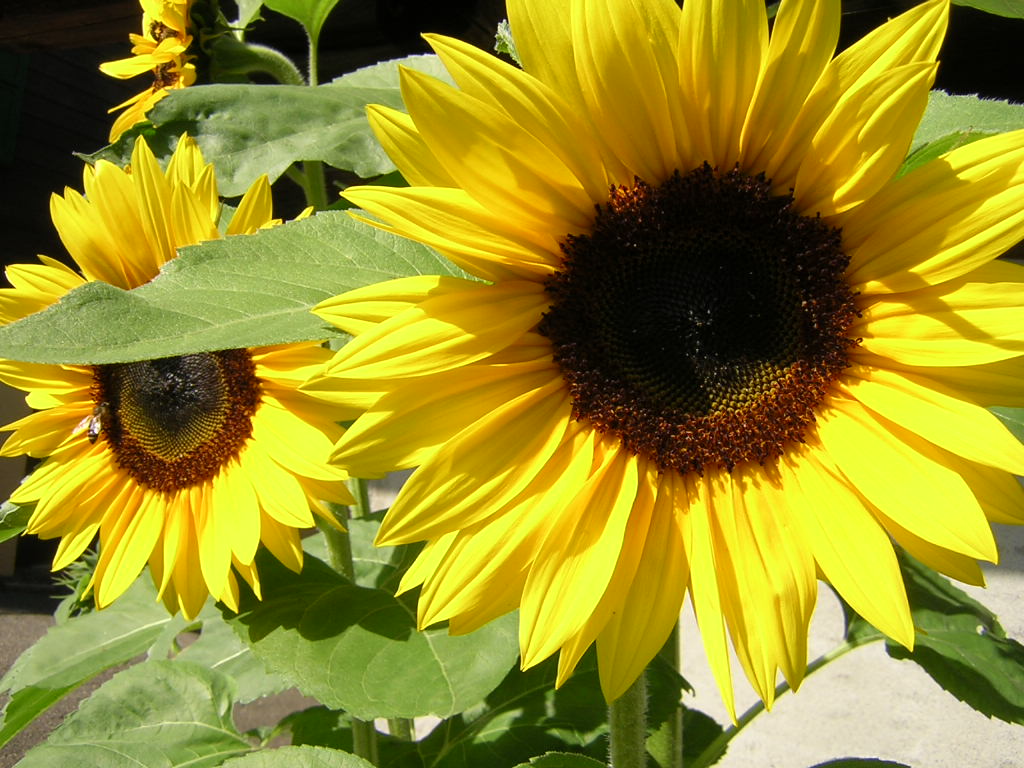 Fonds d'cran Nature Fleurs Tournesols