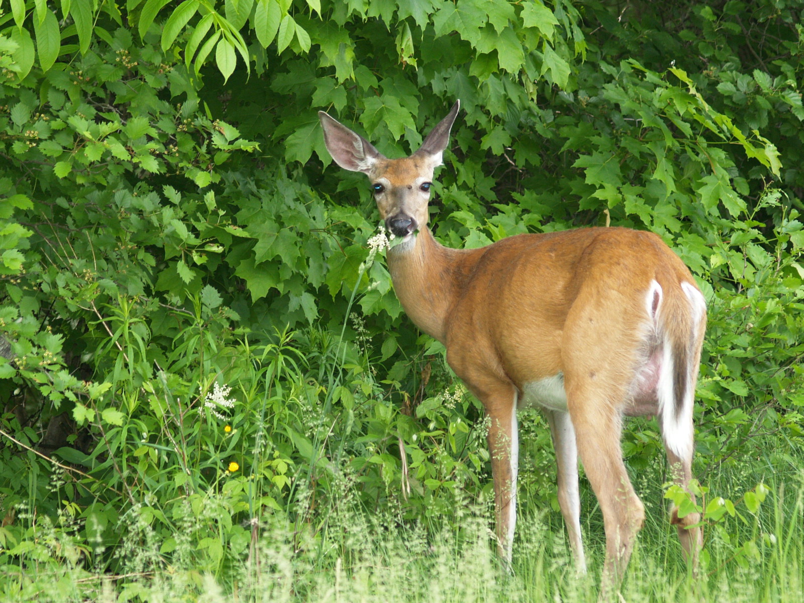 Wallpapers Animals Cervids yeux de biche