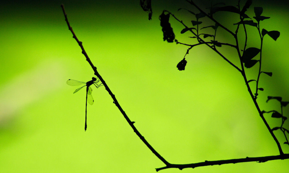 Fonds d'cran Animaux Insectes - Libellules 