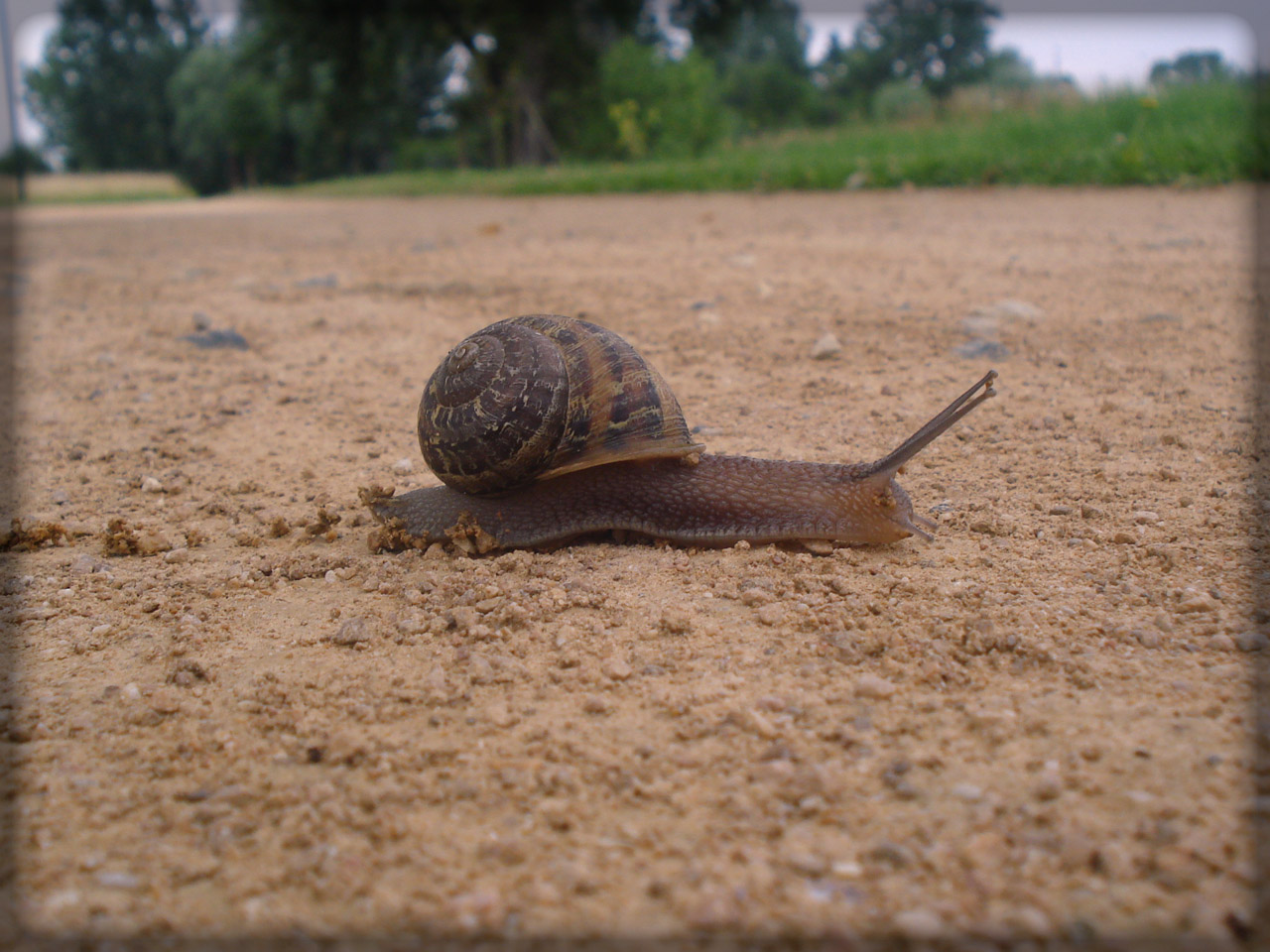 Wallpapers Animals Snails - Slugs Escargot