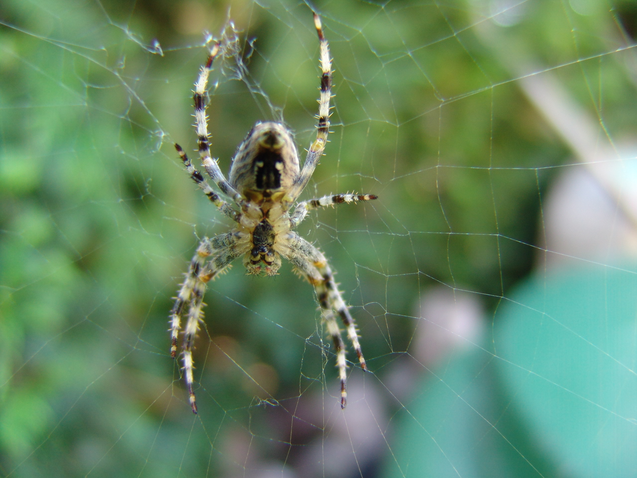 Fonds d'cran Animaux Araignes Araigne du matin