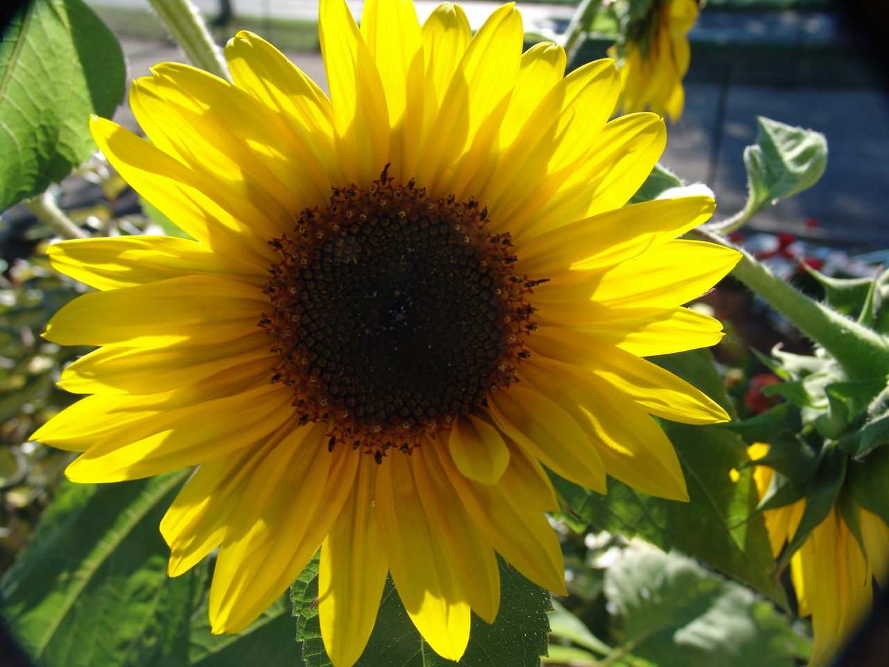 Fonds d'cran Nature Fleurs Tournesol