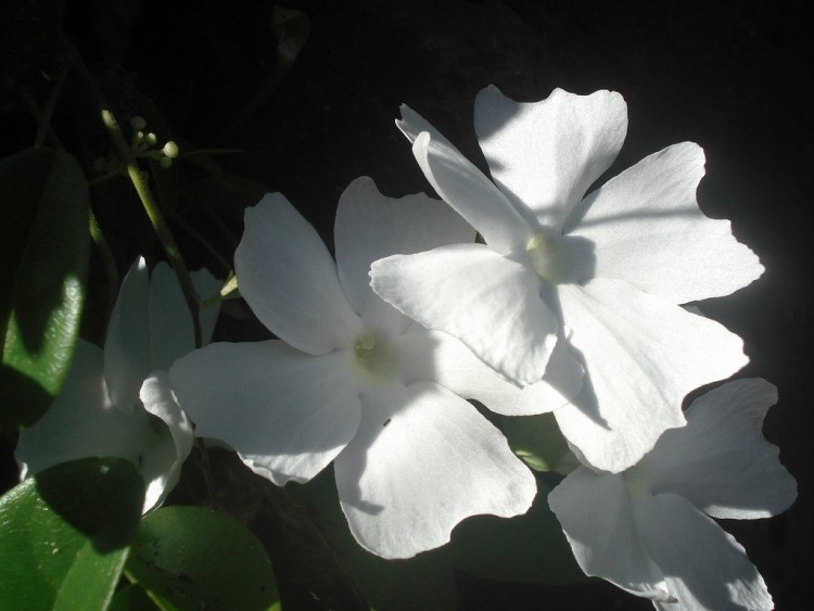 Fonds d'cran Nature Fleurs IMPATIENCE