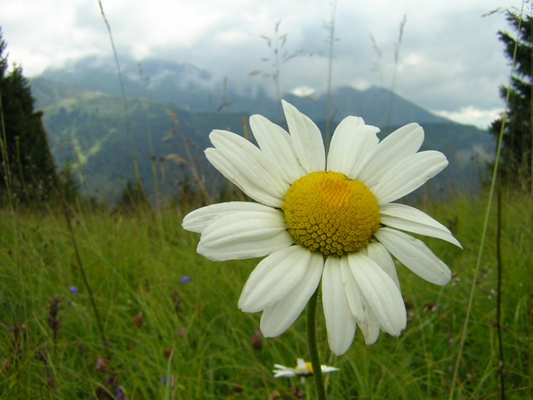 Fonds d'cran Nature Fleurs Marguerite