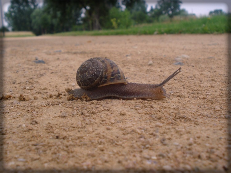 Wallpapers Animals Snails - Slugs Escargot