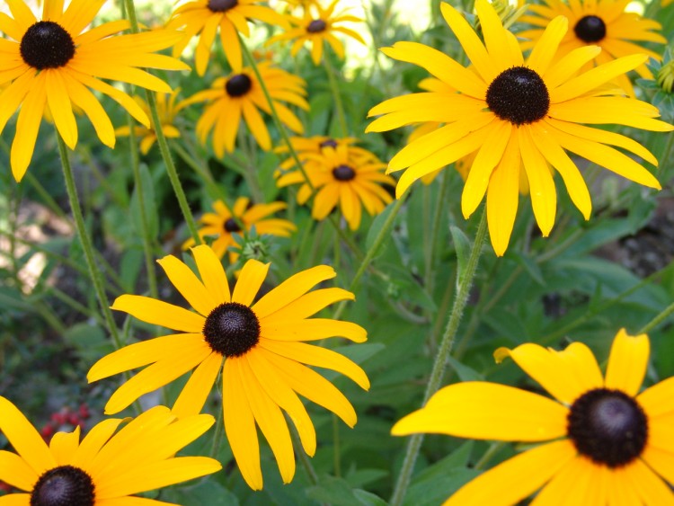 Fonds d'cran Nature Fleurs un bouquet de soleil