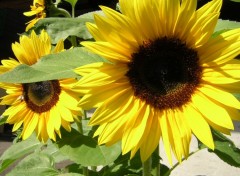 Fonds d'cran Nature Tournesols