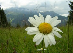 Fonds d'cran Nature Marguerite