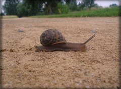 Wallpapers Animals Escargot