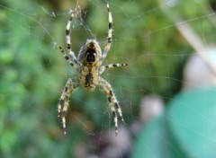 Fonds d'cran Animaux Araigne du matin