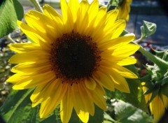 Fonds d'cran Nature Tournesol