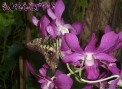 Fonds d'cran Animaux BUTTERFLY