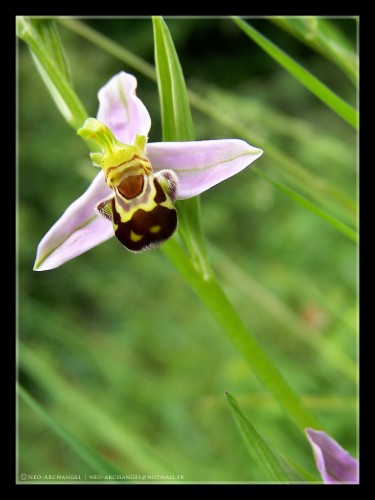 Wallpapers Nature Flowers Leurre