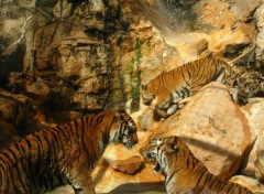 Fonds d'cran Animaux 3 Tigres