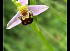 Fonds d'cran Nature Leurre