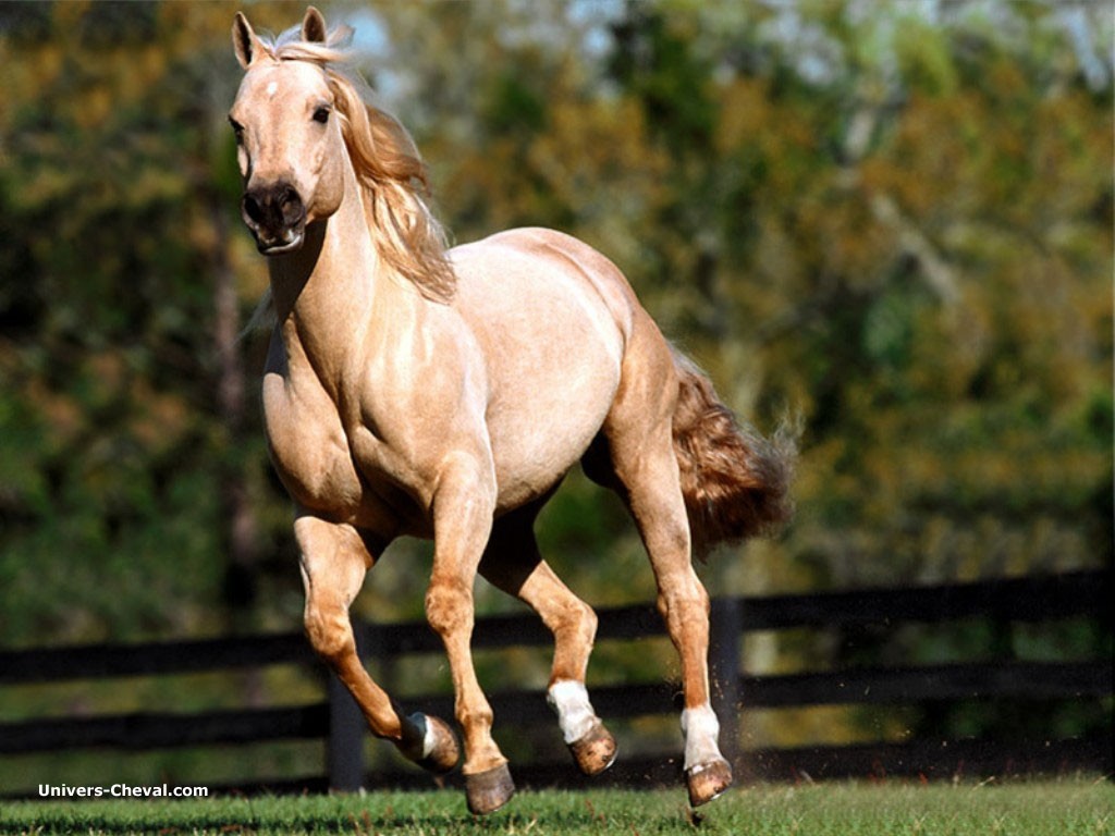 Fonds d'cran Animaux Chevaux cheval