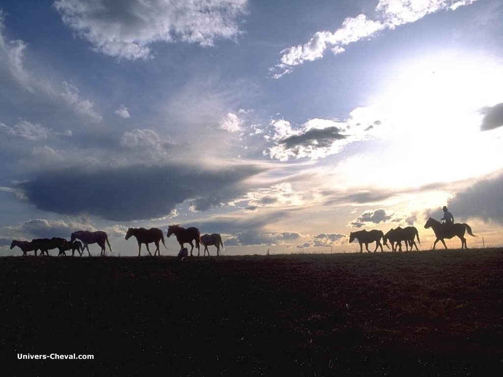 Fonds d'cran Animaux Chevaux chevaux