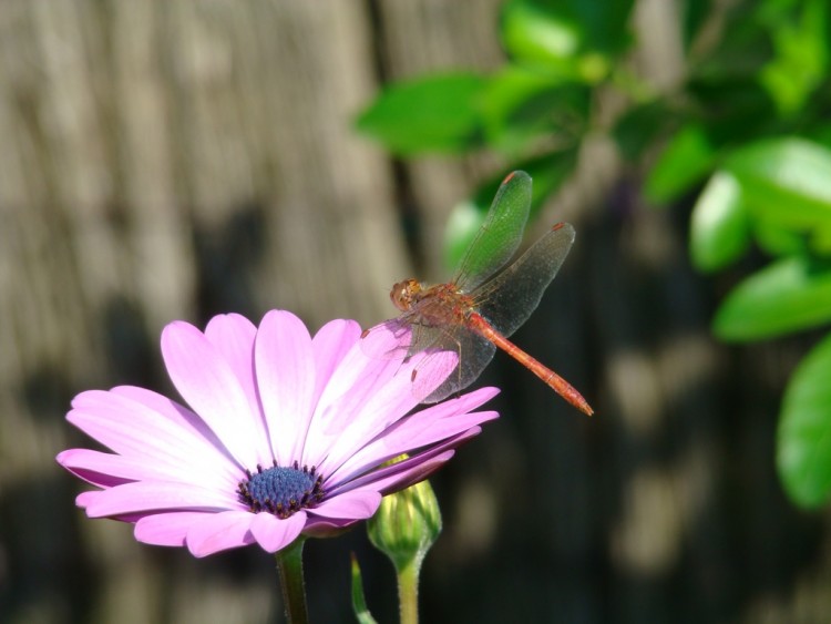 Fonds d'cran Animaux Insectes - Libellules bettylule