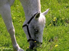 Fonds d'cran Animaux cheval