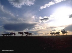 Wallpapers Animals chevaux