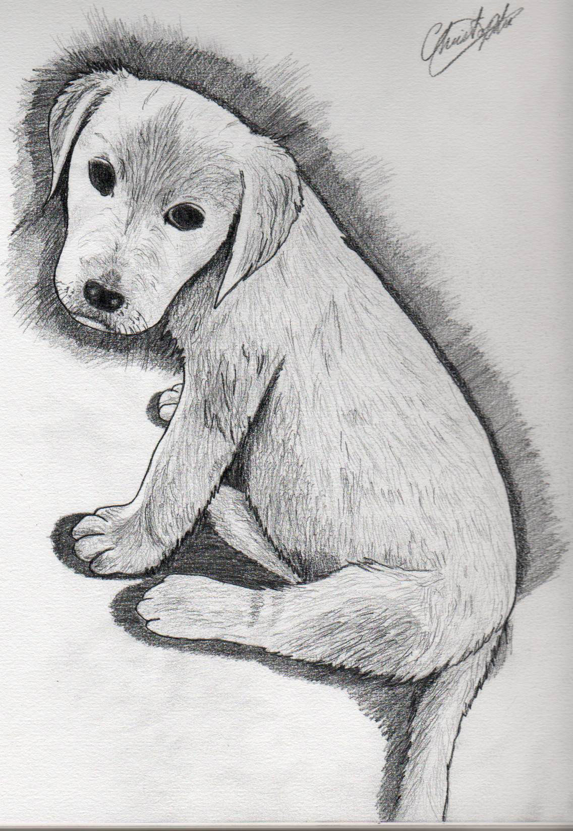 Fonds d'cran Art - Crayon Animaux - Chiens 