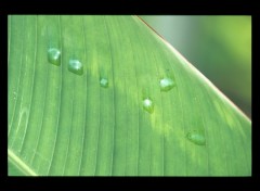 Fonds d'cran Nature feuille de bananier