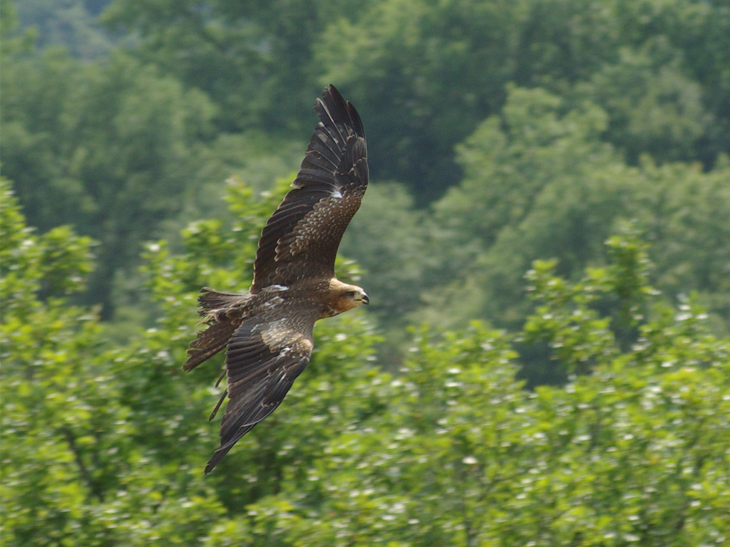 Fonds d'cran Animaux Oiseaux - Faucons Faucons en vol