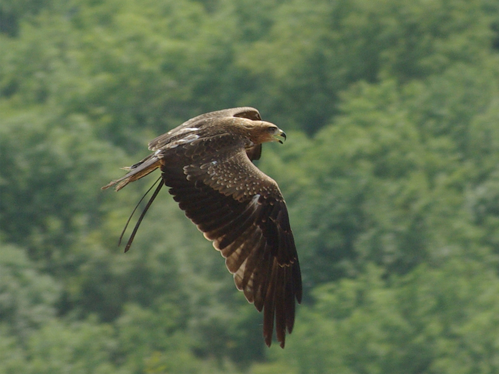 Fonds d'cran Animaux Oiseaux - Faucons Faucons en vol 2