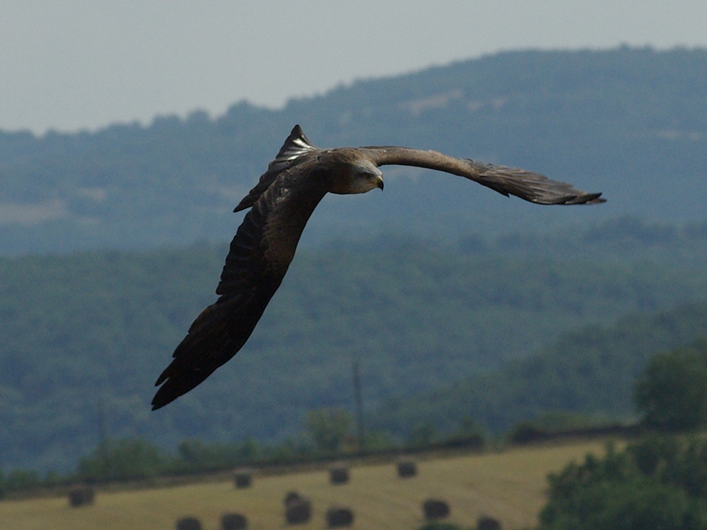 Fonds d'cran Animaux Oiseaux - Faucons Faucons en vol