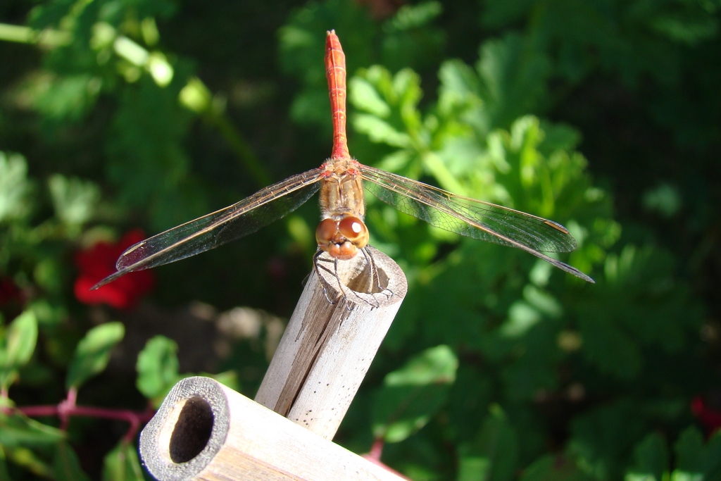 Wallpapers Animals Insects - Dragonflies 