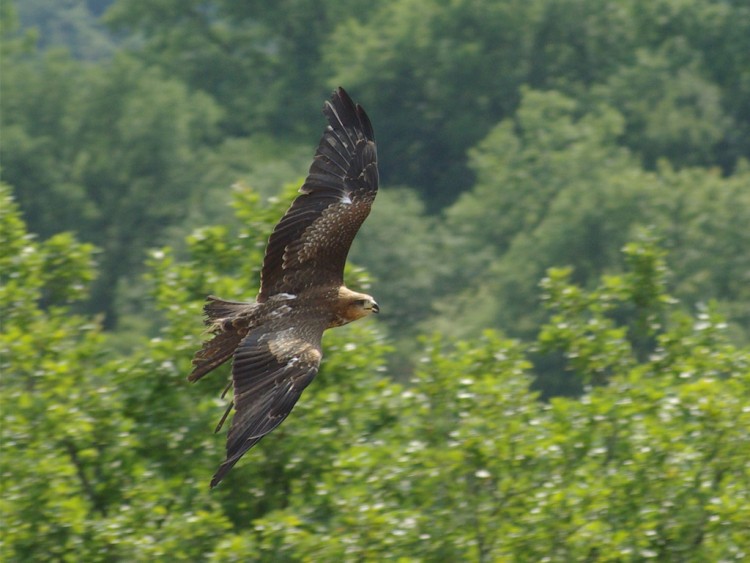 Wallpapers Animals Birds - Falcons Faucons en vol