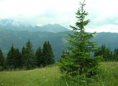 Fonds d'cran Nature Col de Bassachaux