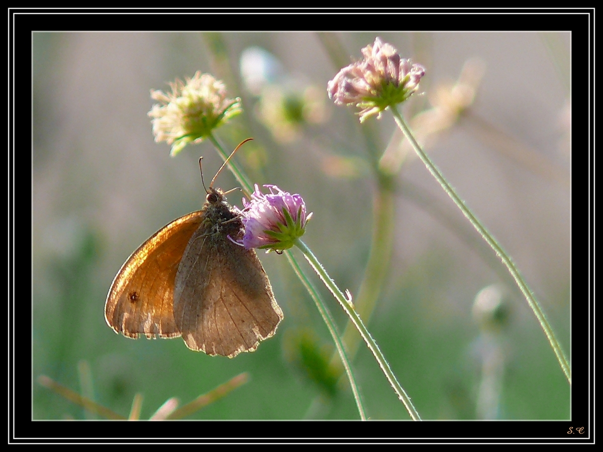 Wallpapers Animals Insects - Butterflies PAPILLON3