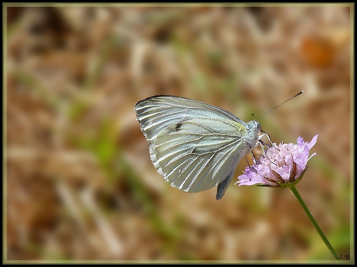 Wallpapers Animals Insects - Butterflies PAPILLON 2