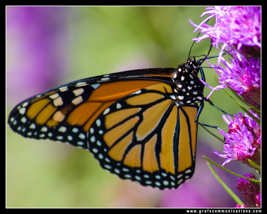 Fonds d'cran Animaux Insectes - Papillons monarque 3