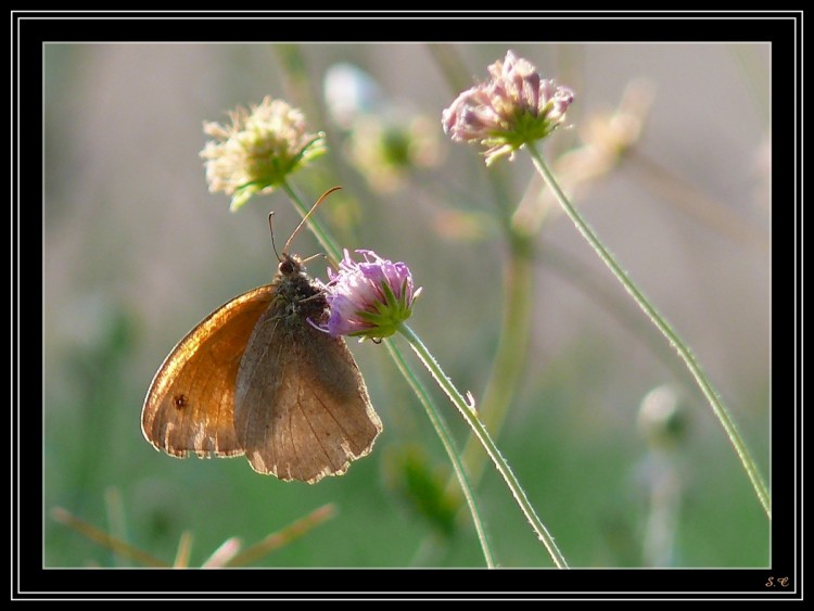 Wallpapers Animals Insects - Butterflies PAPILLON3