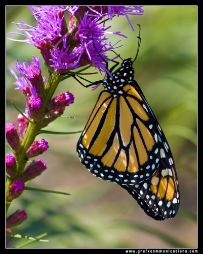 Fonds d'cran Animaux Insectes - Papillons monarque 2