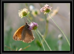 Fonds d'cran Animaux PAPILLON3