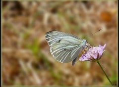 Fonds d'cran Animaux PAPILLON 2